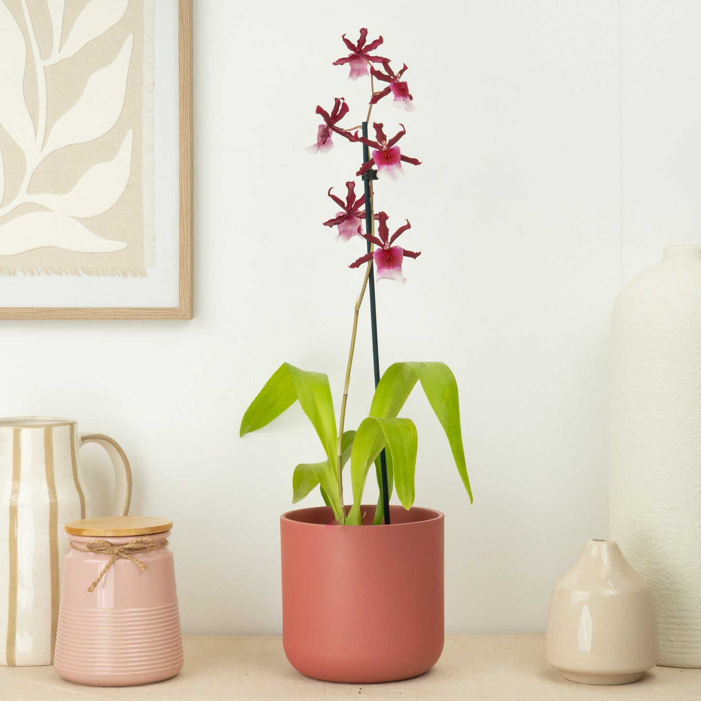 Cambria Orchid | Renaissance | Not In Flower