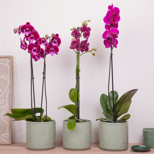 Phalaenopsis Orchid Mystery Box | Plum Edition