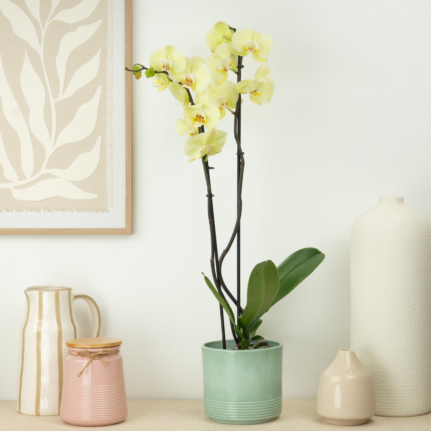 Phalaenopsis Orchid | Golden Coin