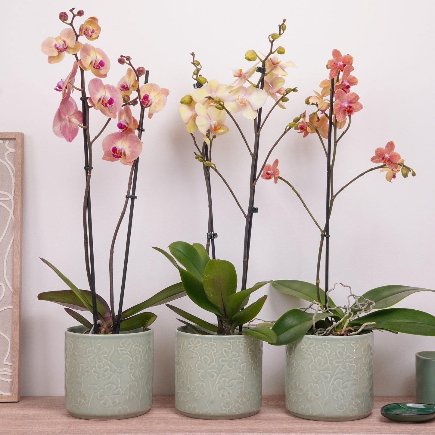 Phalaenopsis Orchid Mystery Box | Peaches & Creams Edition