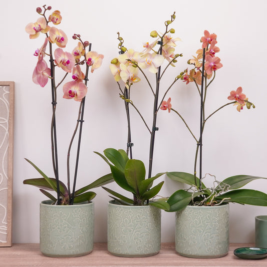 Phalaenopsis Orchid Mystery Box | Peaches & Creams Edition