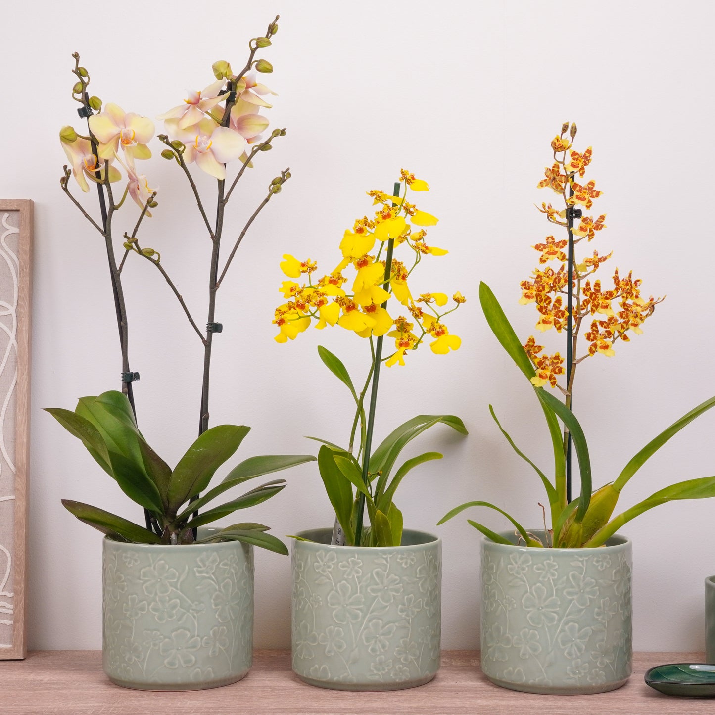 Orchid Mystery Box | Yellow Edition