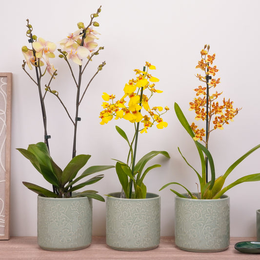 Orchid Mystery Box | Yellow Edition