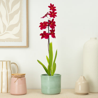 Cambria Orchid | Nelly Isler Red Velvet