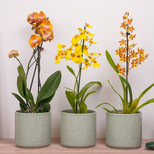 Orchid Mystery Box | Sunset Edition