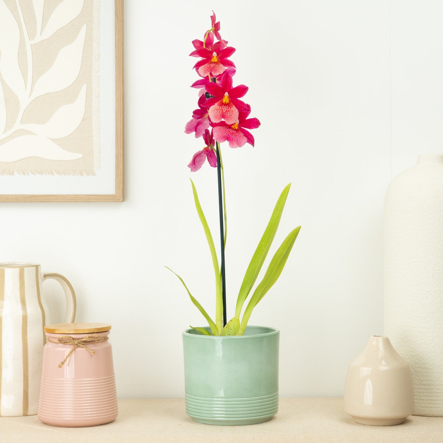 Cambria Orchid | Nelly Isler Morelips
