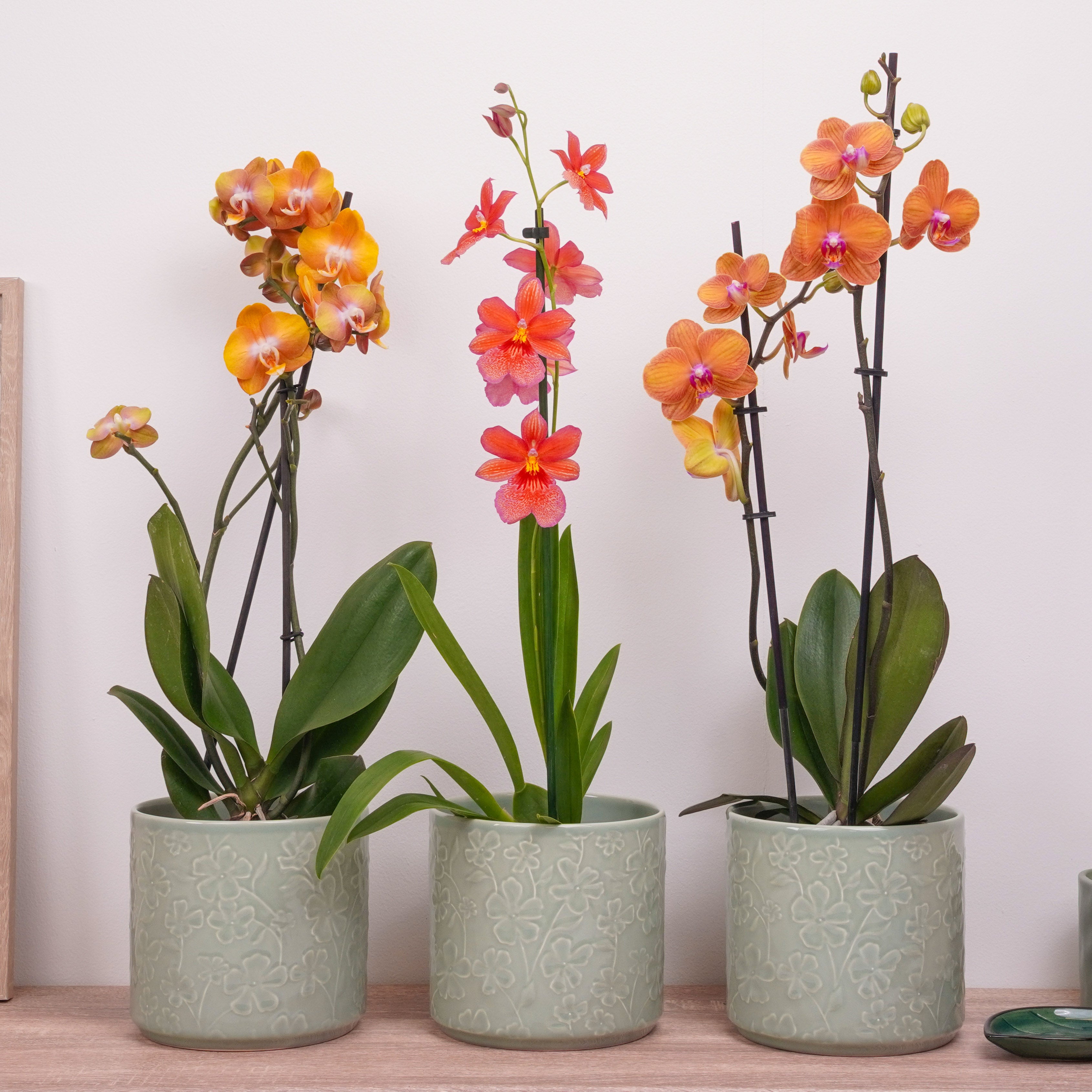 7+ Orchid Gifts Buy Orchids Online UK | Artisan Orchid Plants for Sale