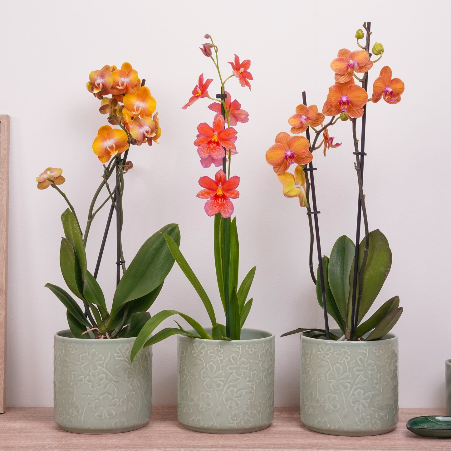 Orchid Mystery Box | Orange Edition