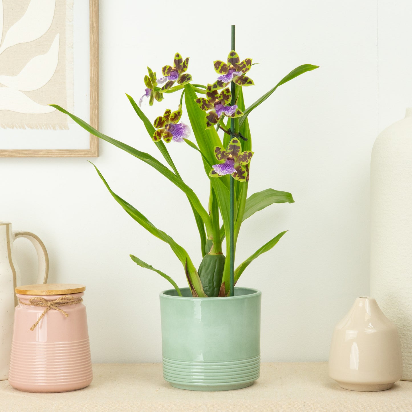 Zygopetalum Orchid | Blue Surprise