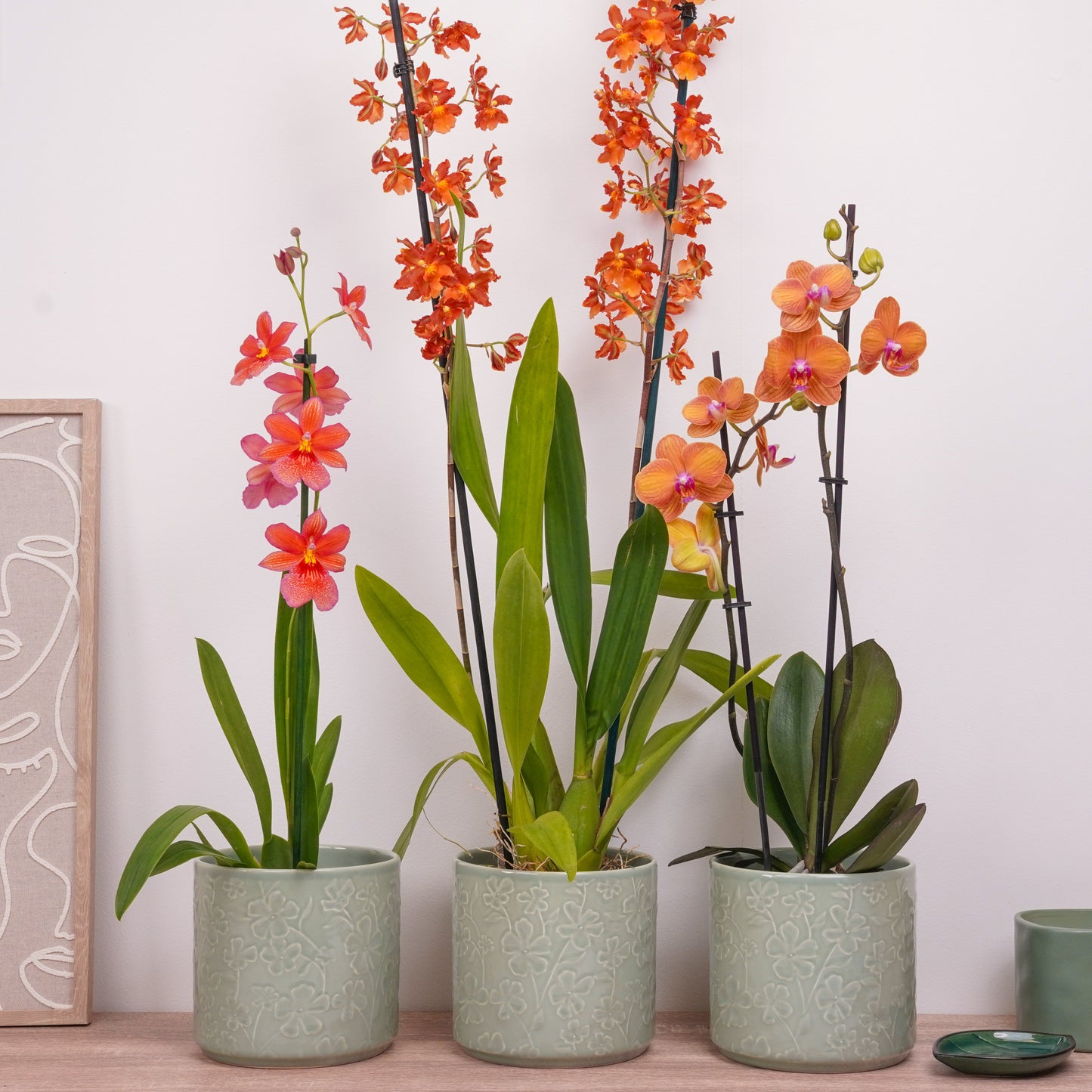 Orchid Mystery Box | Orange Edition