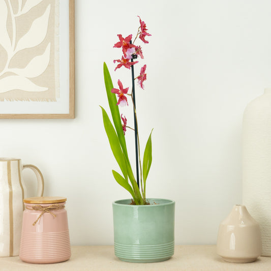 Cambria Orchid | Sparkle