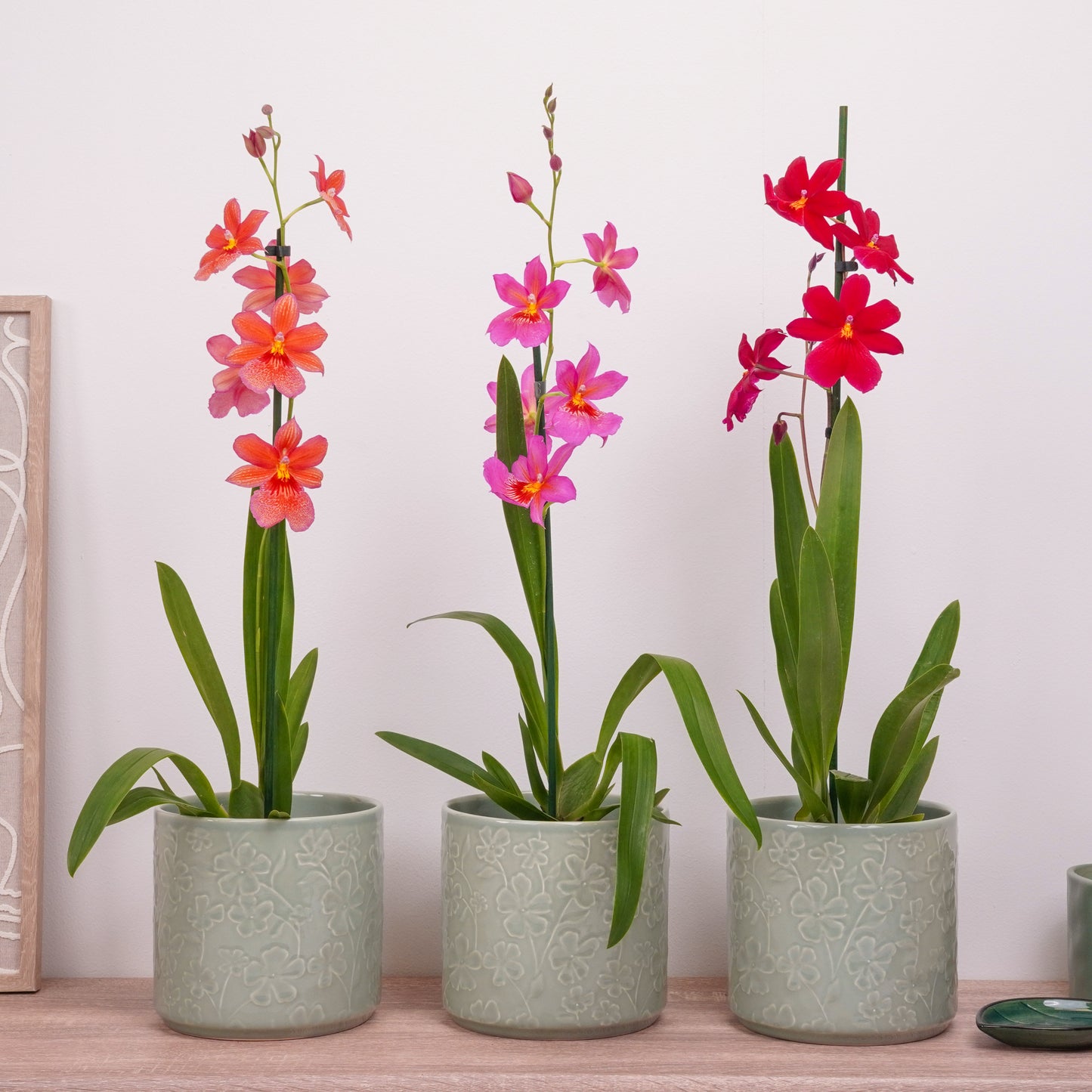 Cambria Orchid Set | Nelly Isler Bundle