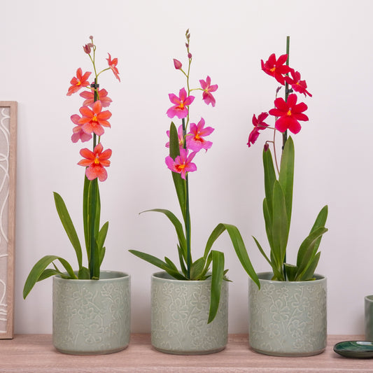 Cambria Orchid Set | Nelly Isler Bundle