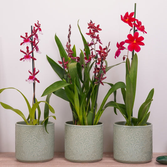 Orchid Mystery Box | Red Edition