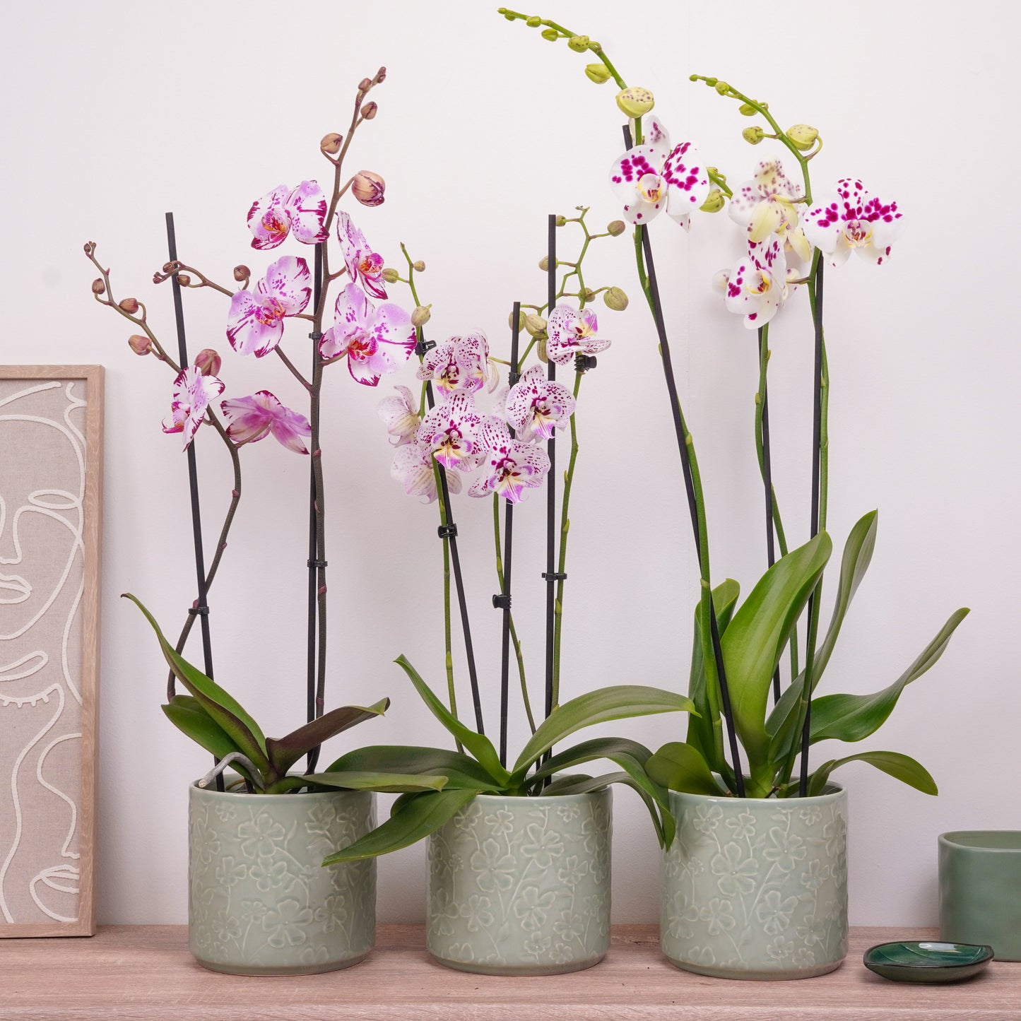 Phalaenopsis Orchid Mystery Box | Spots & Splashes Edition