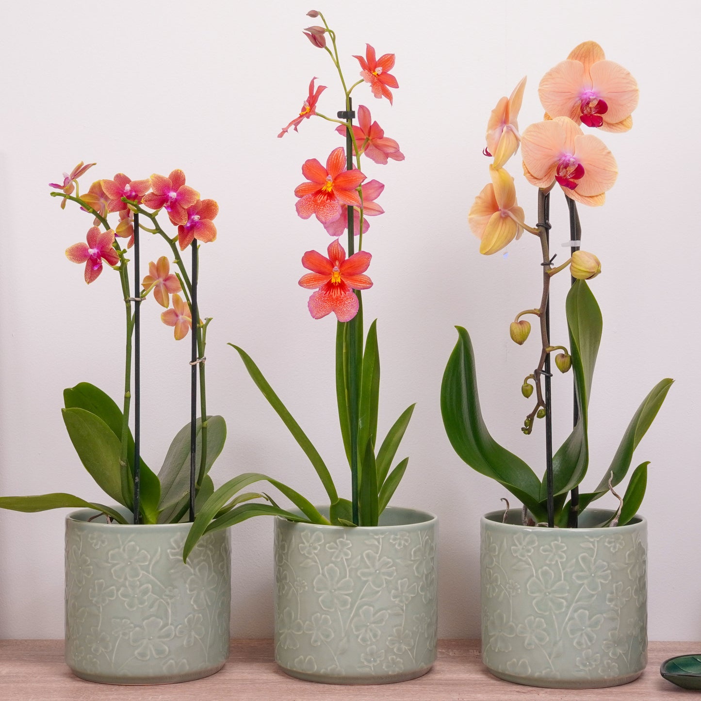 Orchid Mystery Box | Orange Edition