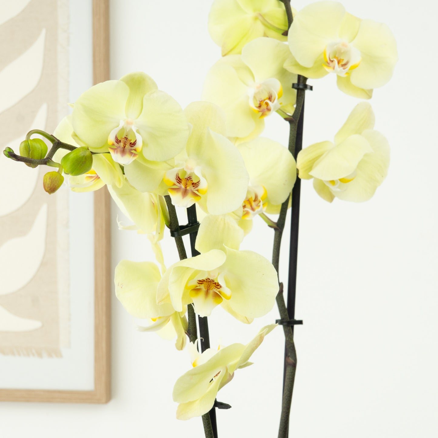 Phalaenopsis Orchid | Golden Coin