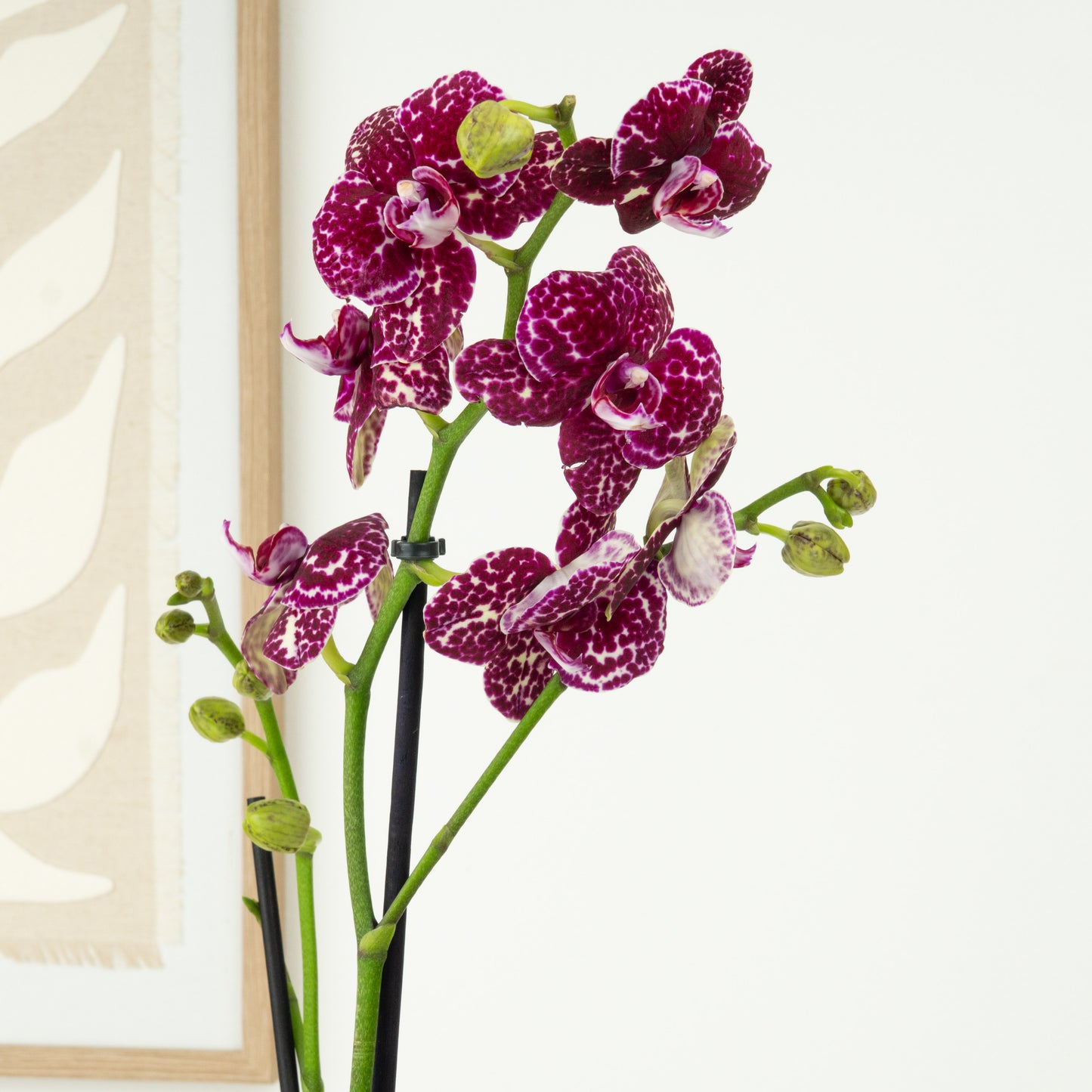 Phalaenopsis Orchid | Wildcat