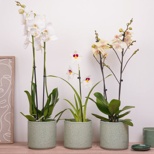 Orchid Mystery Box | Soft Neutrals Edition