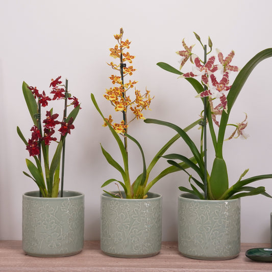 Cambria Orchid Mystery Box