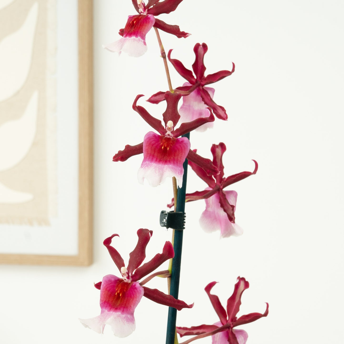 Cambria Orchid | Renaissance | Not In Flower