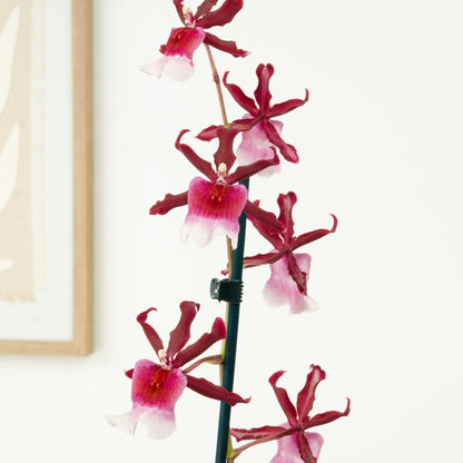 Cambria Orchid | Renaissance | Not In Flower