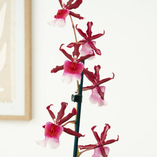 Cambria Orchid | Renaissance