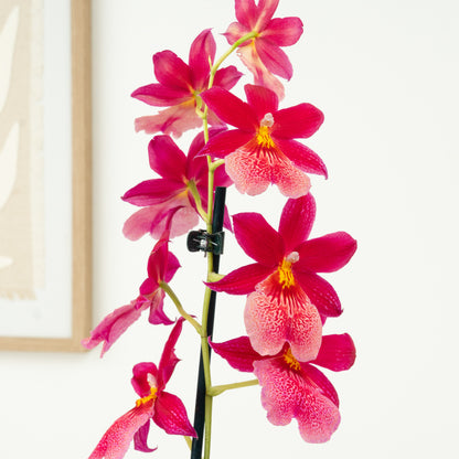 Cambria Orchid | Nelly Isler Morelips