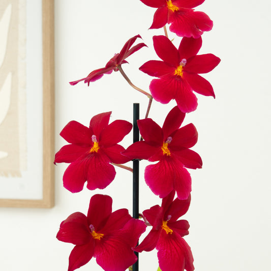 Cambria Orchid | Nelly Isler Red Velvet