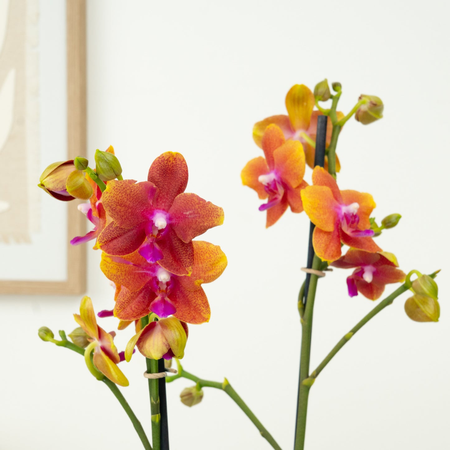 Phalaenopsis Orchid | Bolgheri