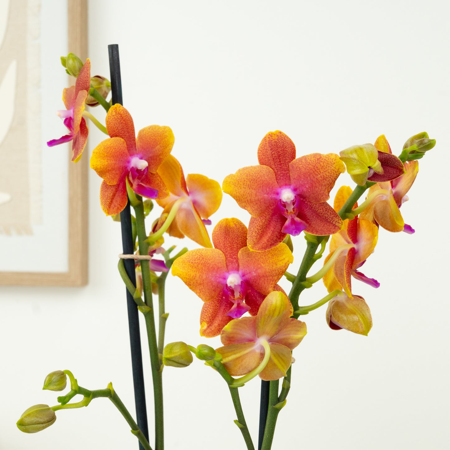 Phalaenopsis Orchid | Bolgheri