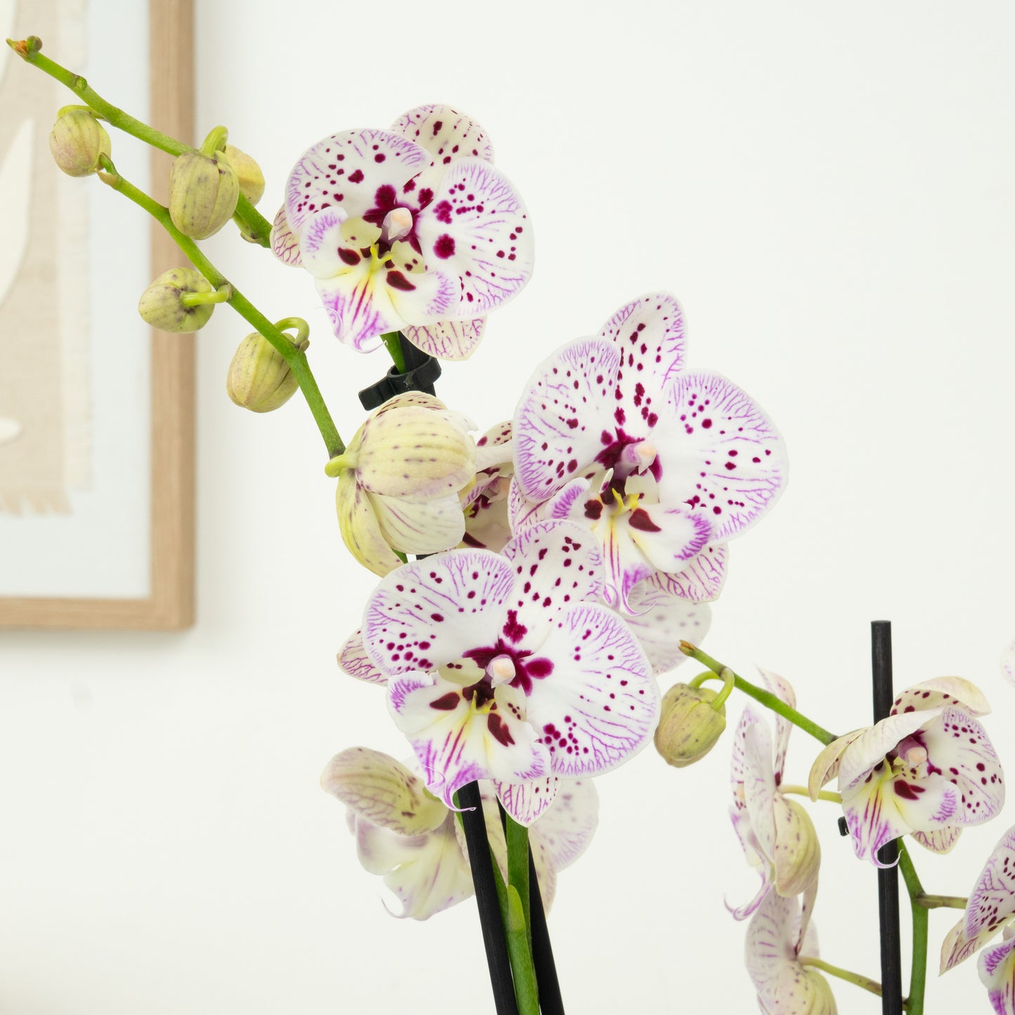 Phalaenopsis Orchid | Expressions