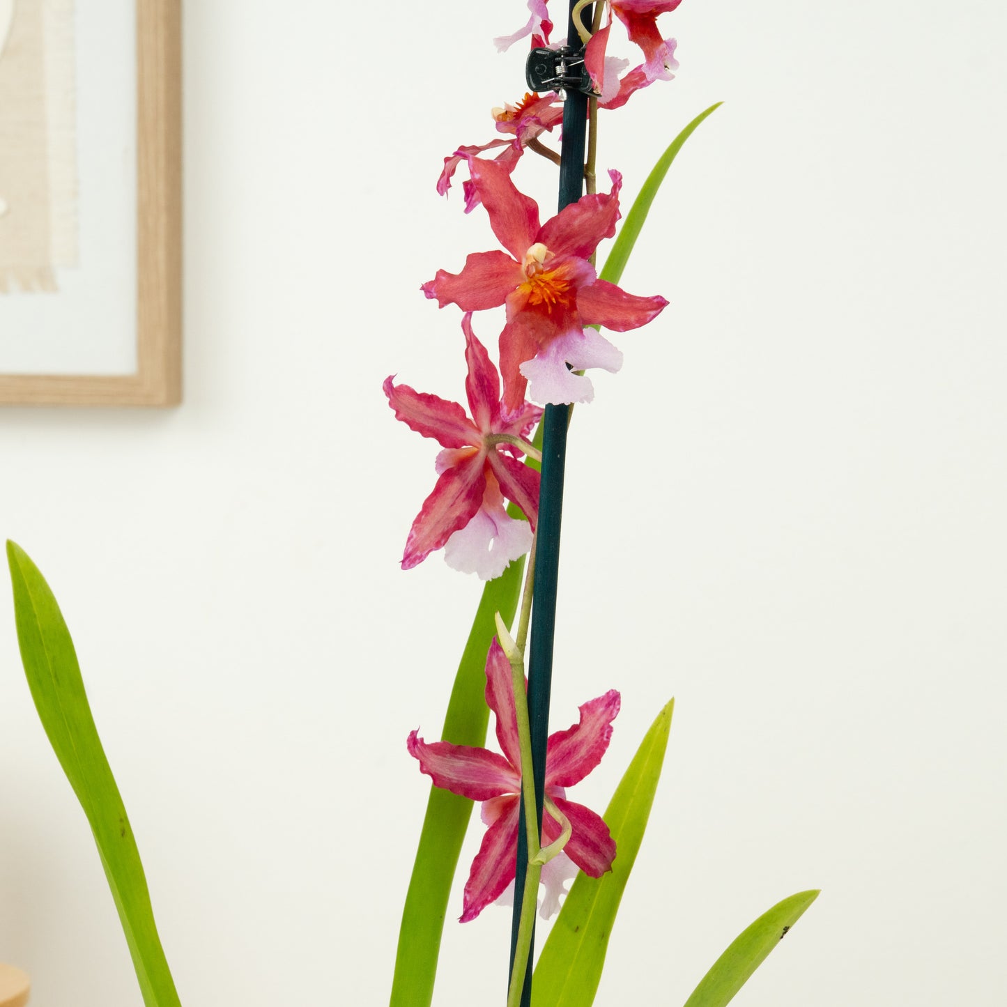 Cambria Orchid | Sparkle | Not In Flower