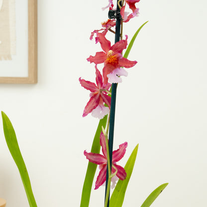 Cambria Orchid | Sparkle | Not In Flower