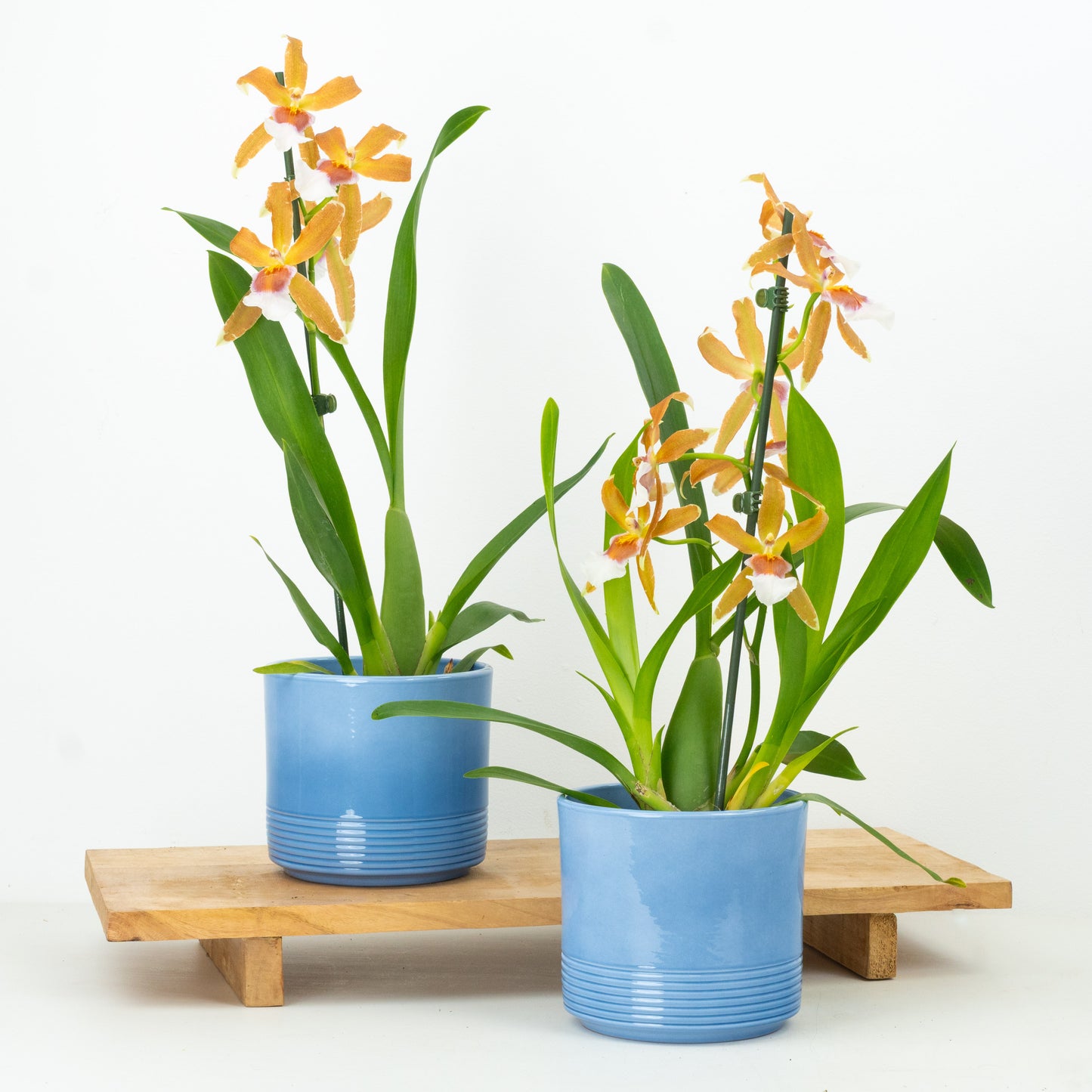 Cambria Orchid | Orange Renaissance | Not In Flower