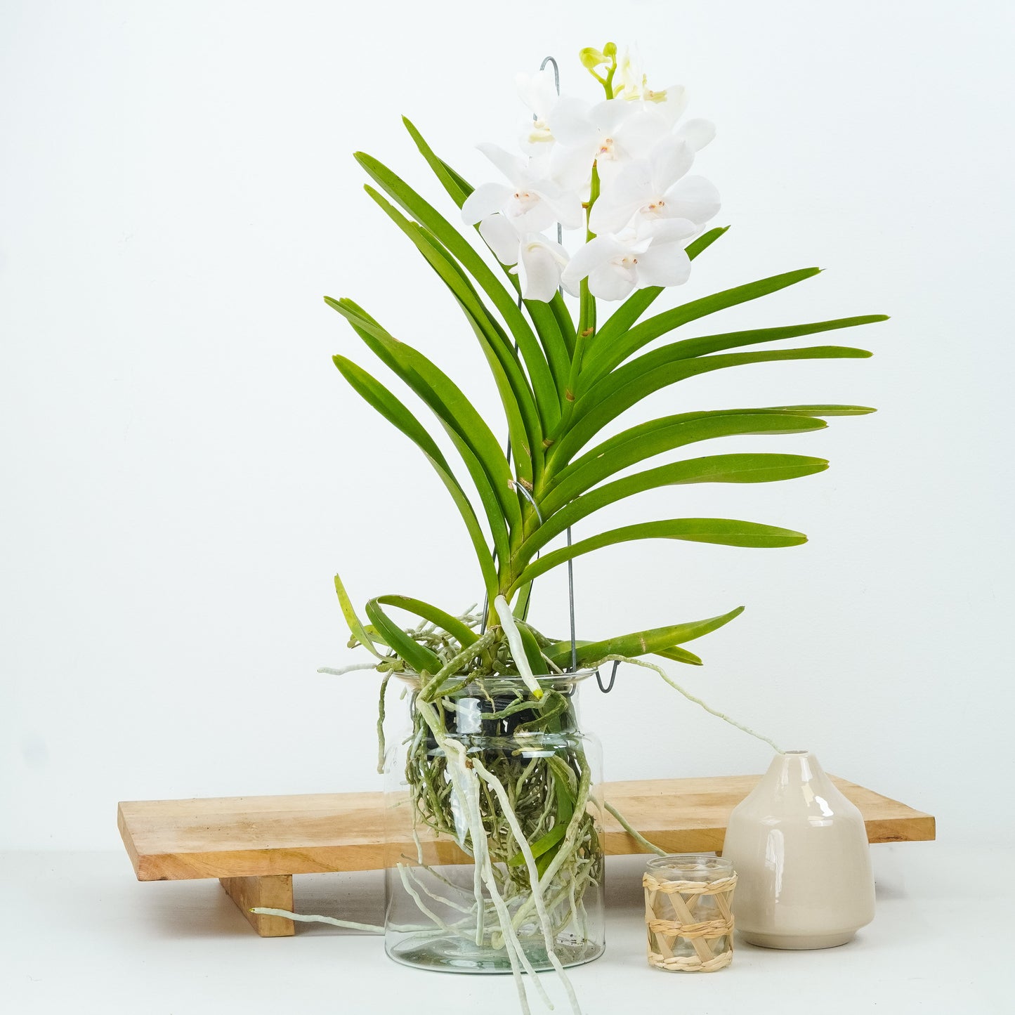 Vanda Orchid | White
