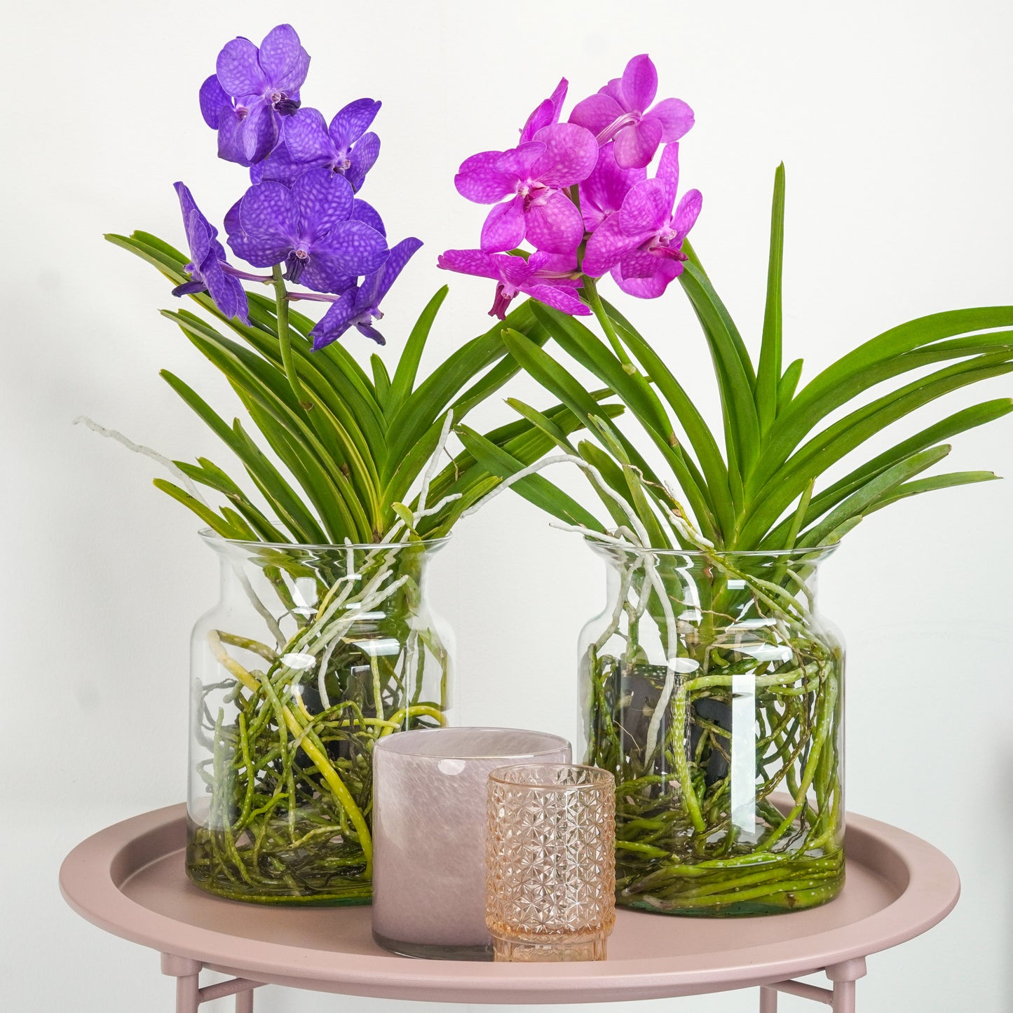 Vanda Orchid | Blue