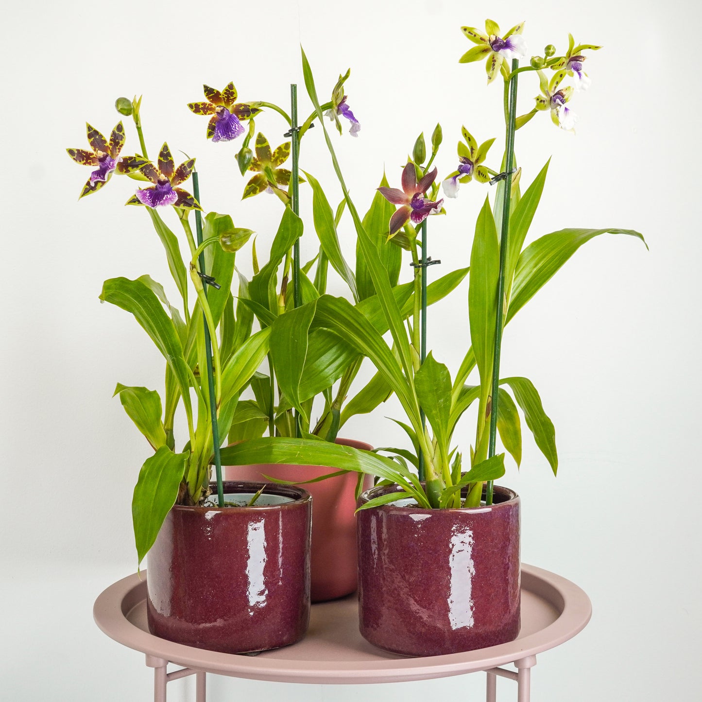 Zygopetalum Orchid | Blue Surprise