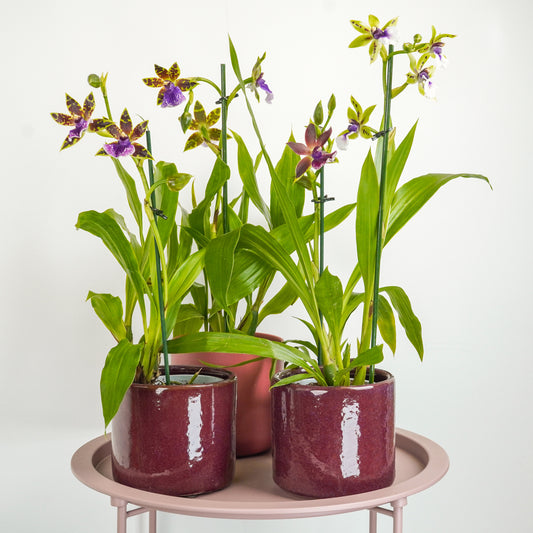 Zygopetalum | No 1
