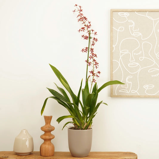 Fragrant Oncidium Dancing Ladies Orchids for sale UK. Order online with Fast UK Delivery.