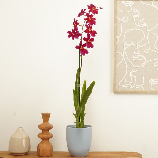 Cambria Orchid | Red Velvet Nelly