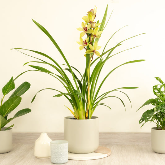 Cymbidium Orchid | Early Dream Yellow