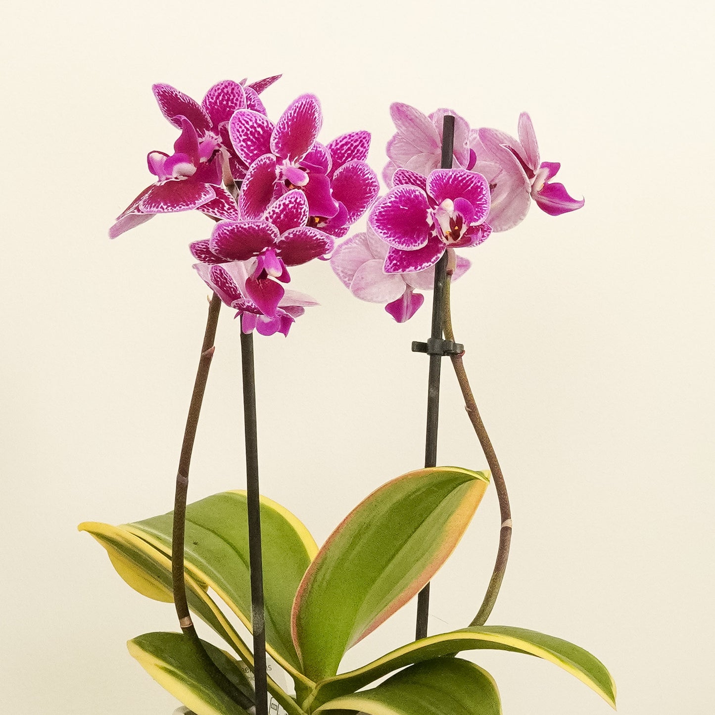 Phalaenopsis Orchid | Coffey
