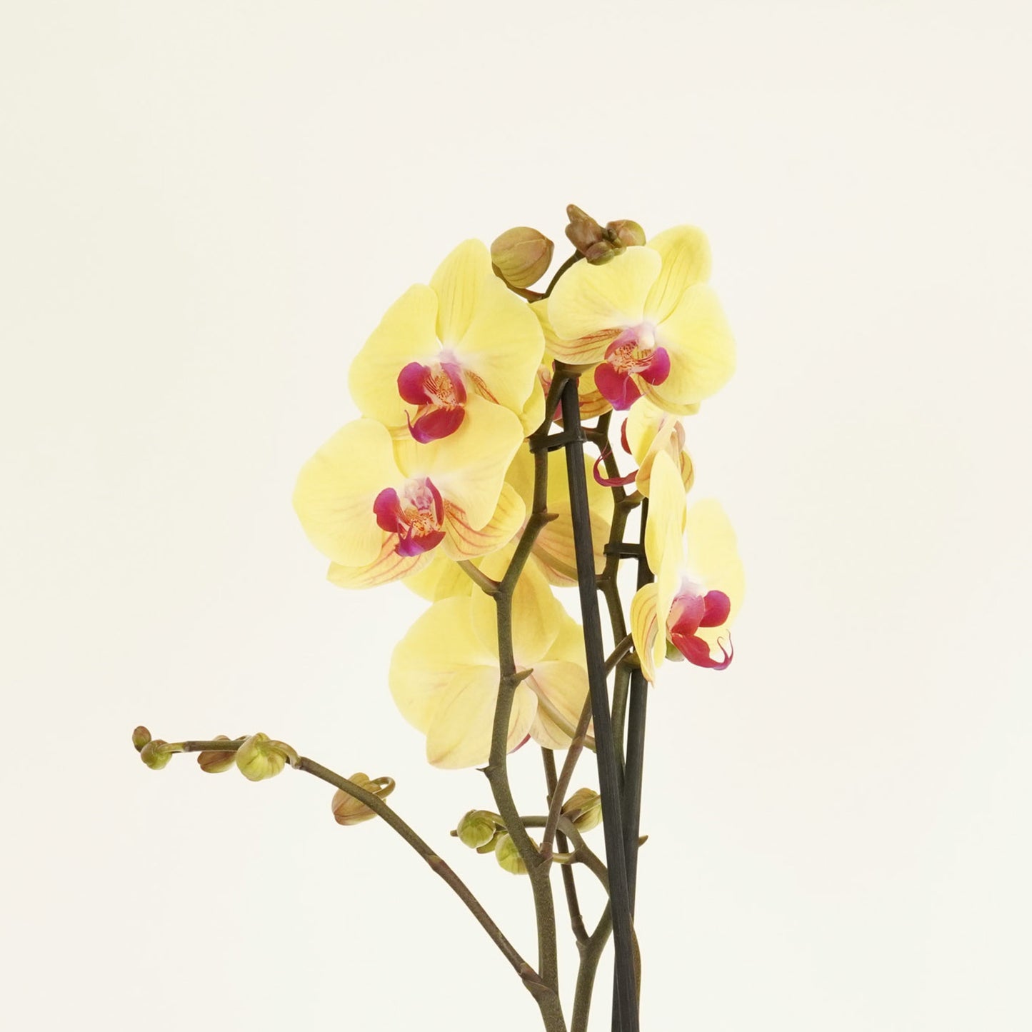 Phalaenopsis Orchid | Desert Breeze