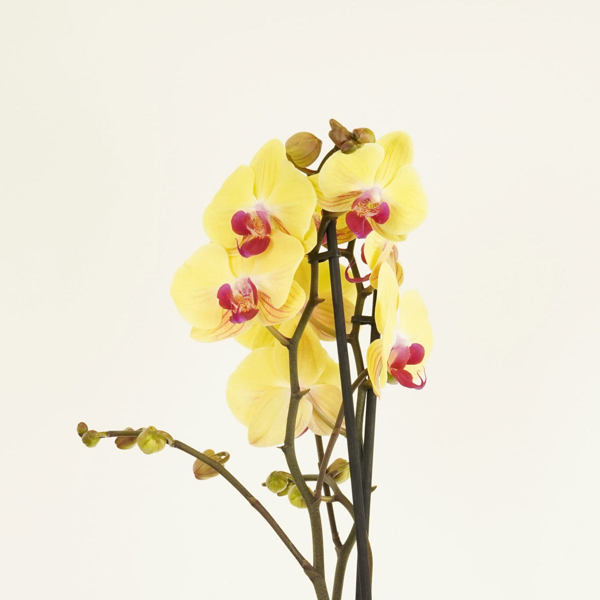 Phalaenopsis Orchid | Asian Gold