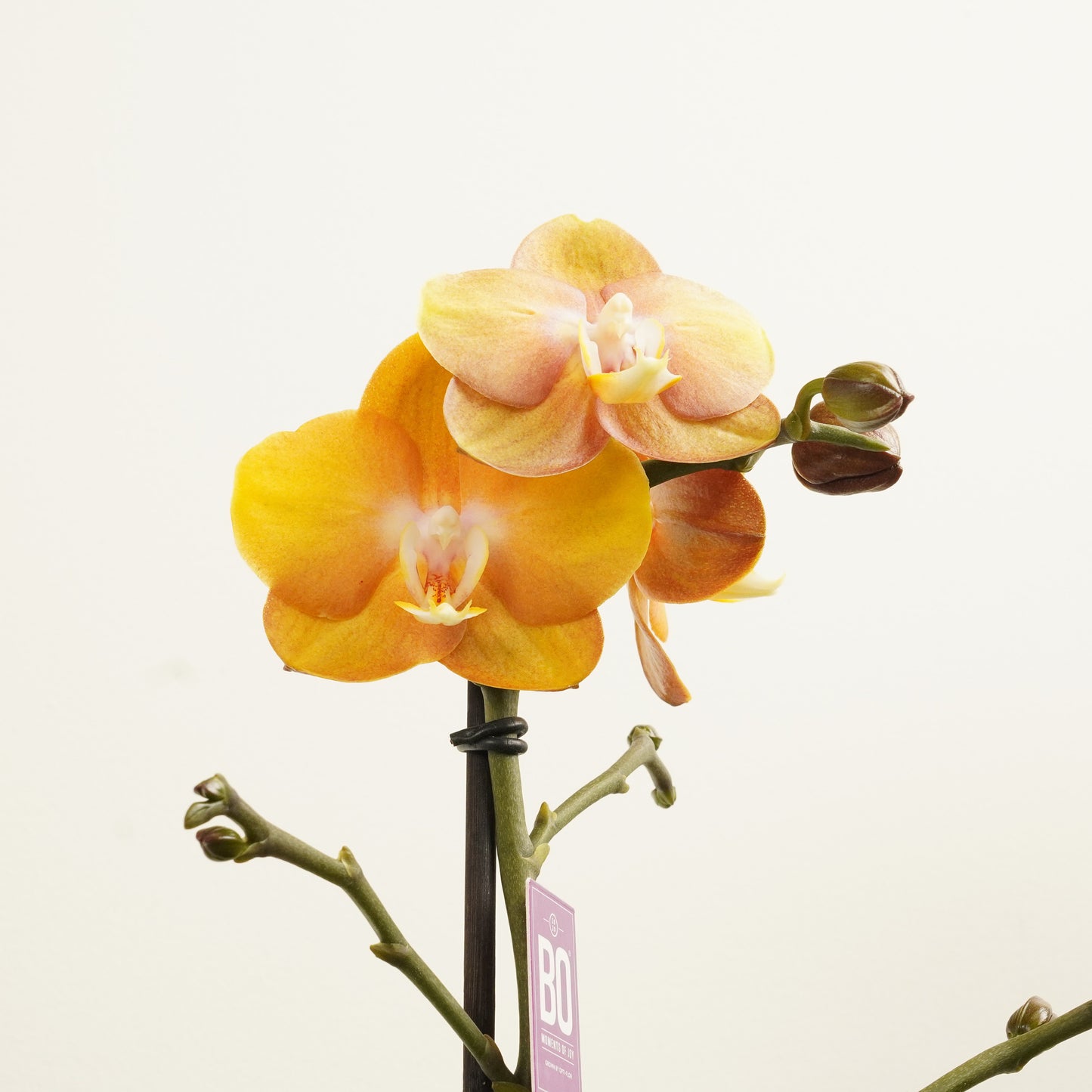 Phalaenopsis Orchid | No 3