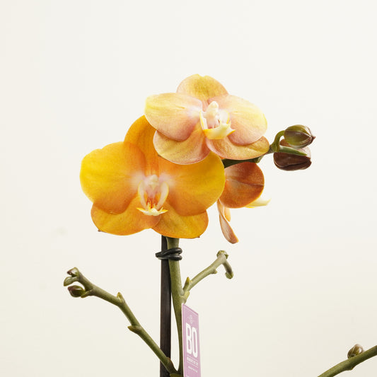 Phalaenopsis Orchid | No 3