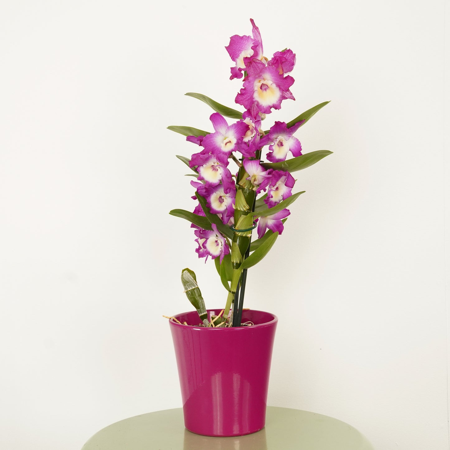 Dendrobium Orchid | Akatsuki
