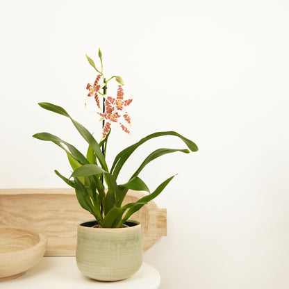 Cambria Orchid | White Renaissance