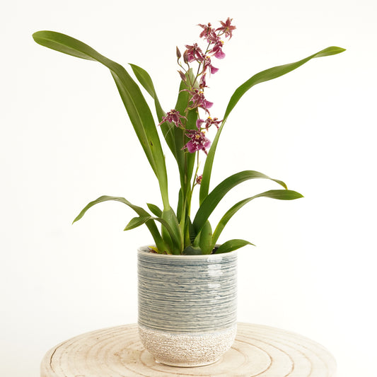 Burgundy Cambria Butterfly Orchid for sale online with UK Delivery. 